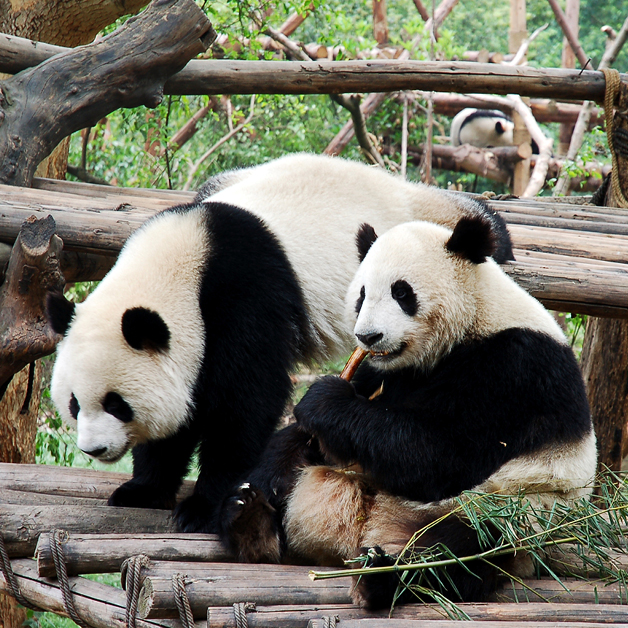 Asia Chengdu Panda